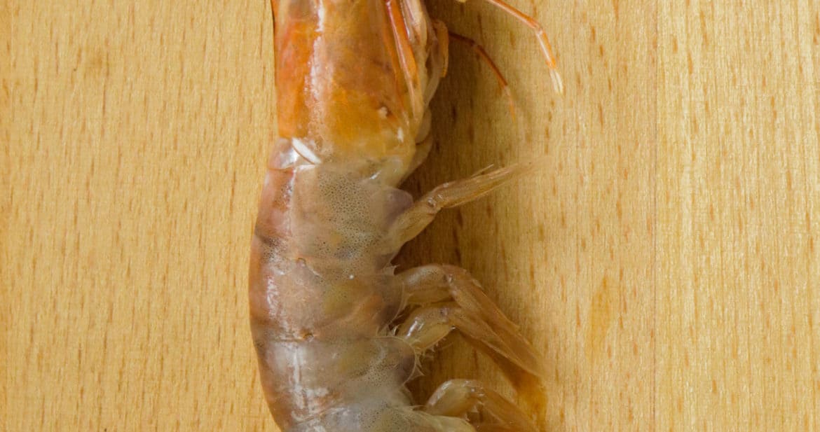 picture of shrimp. how to clean shrimp